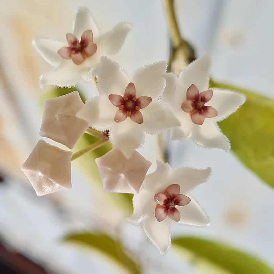 Hoya oblongacutifolia