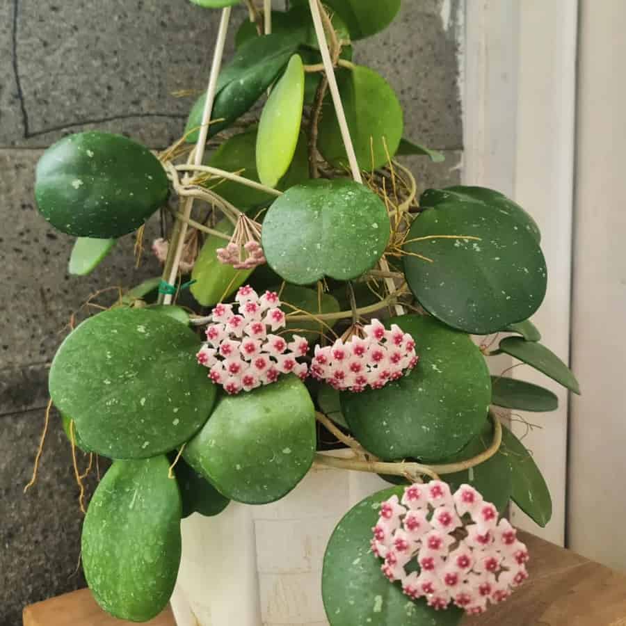 Hoya obovata