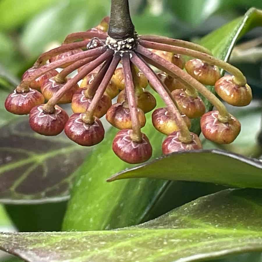 Hoya obscura