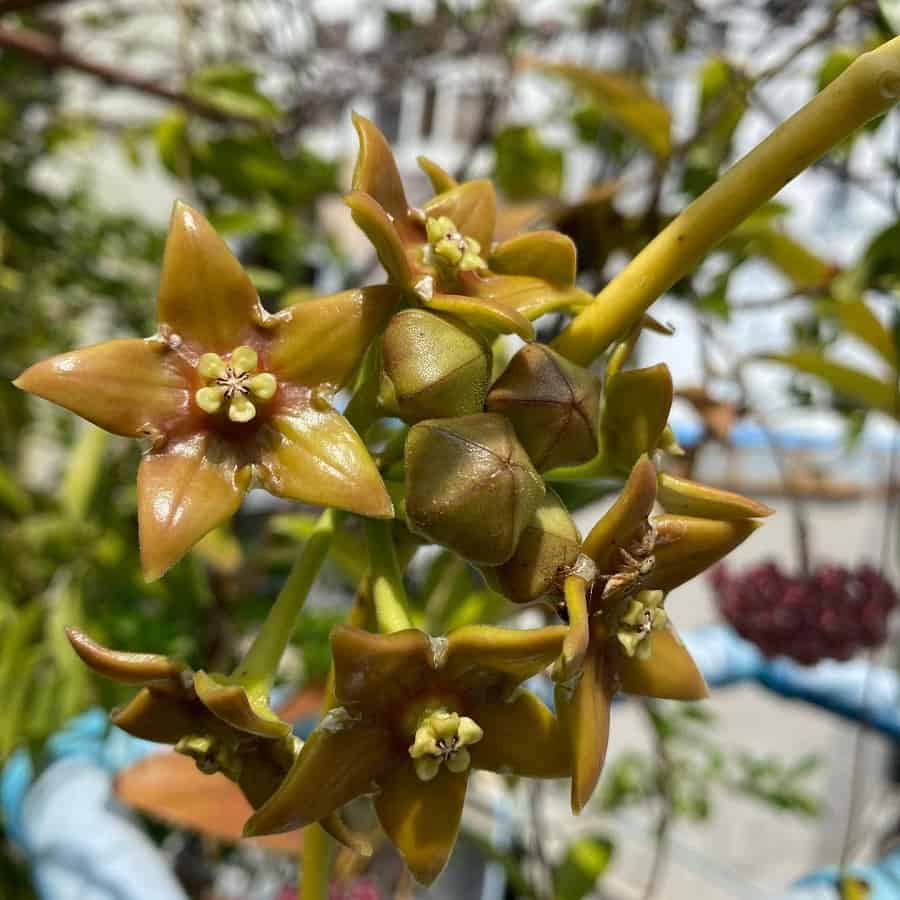 Hoya obtusifolia