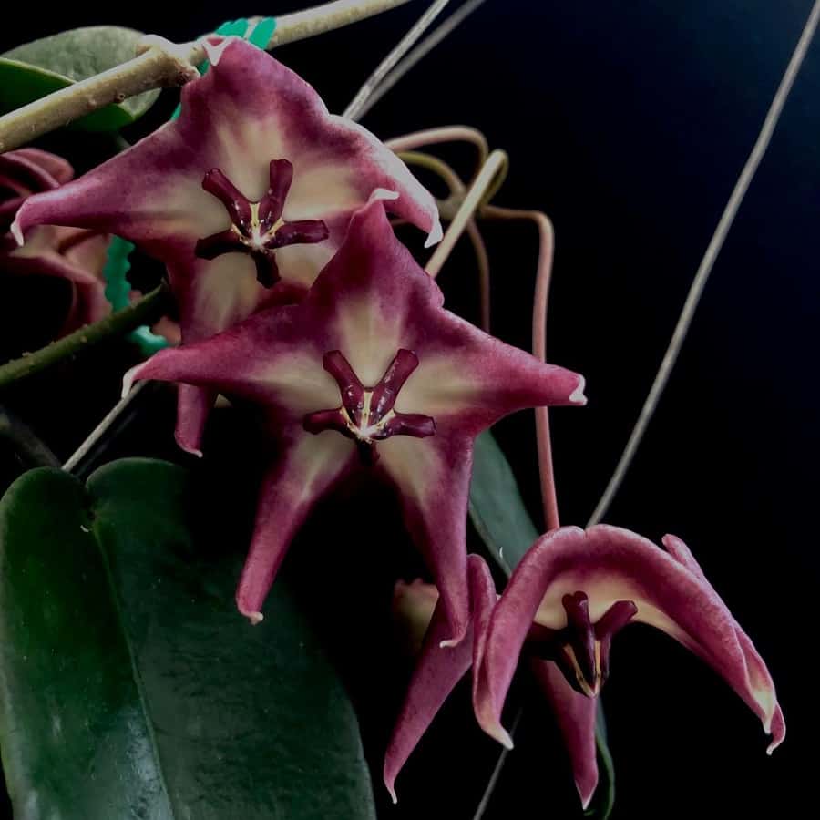 Hoya onychoides