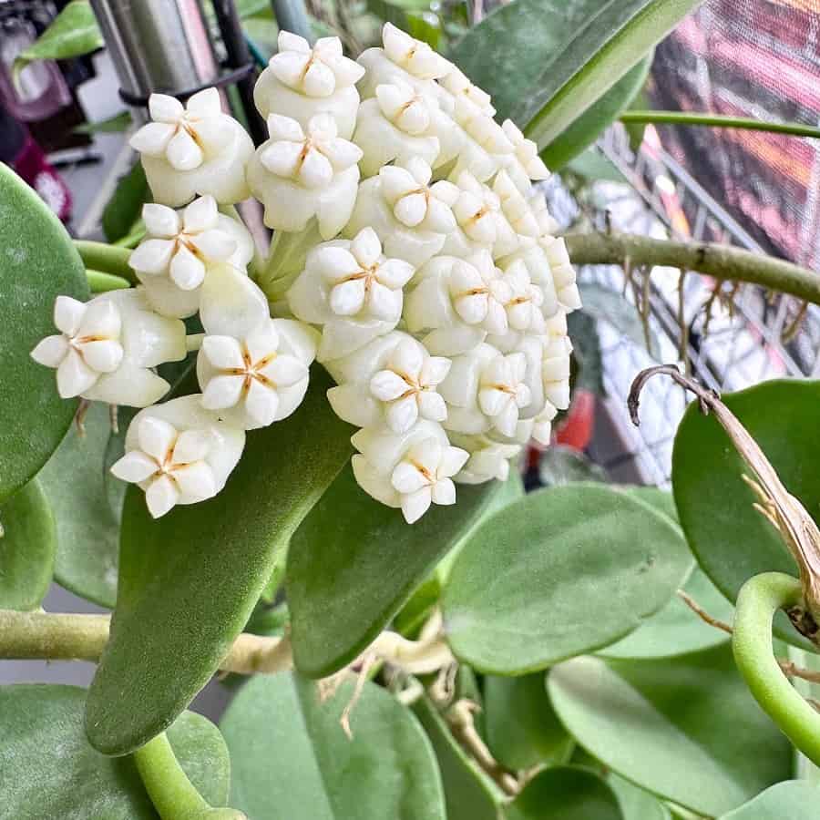 Hoya pachyclada