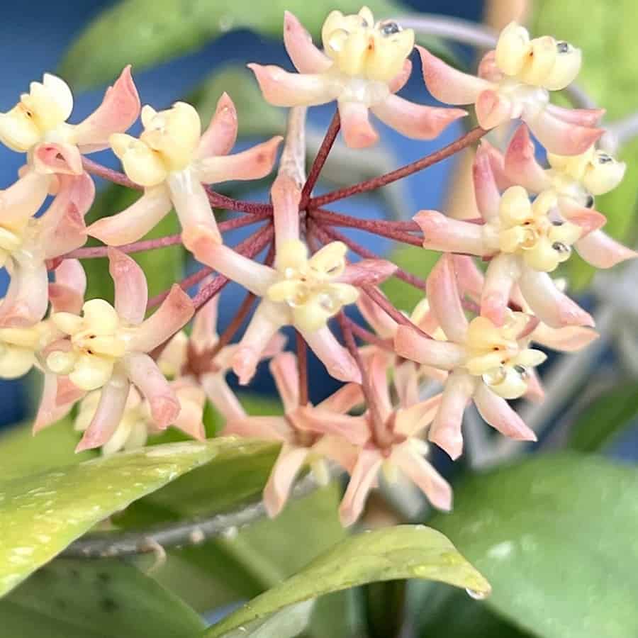 Hoya padangensis