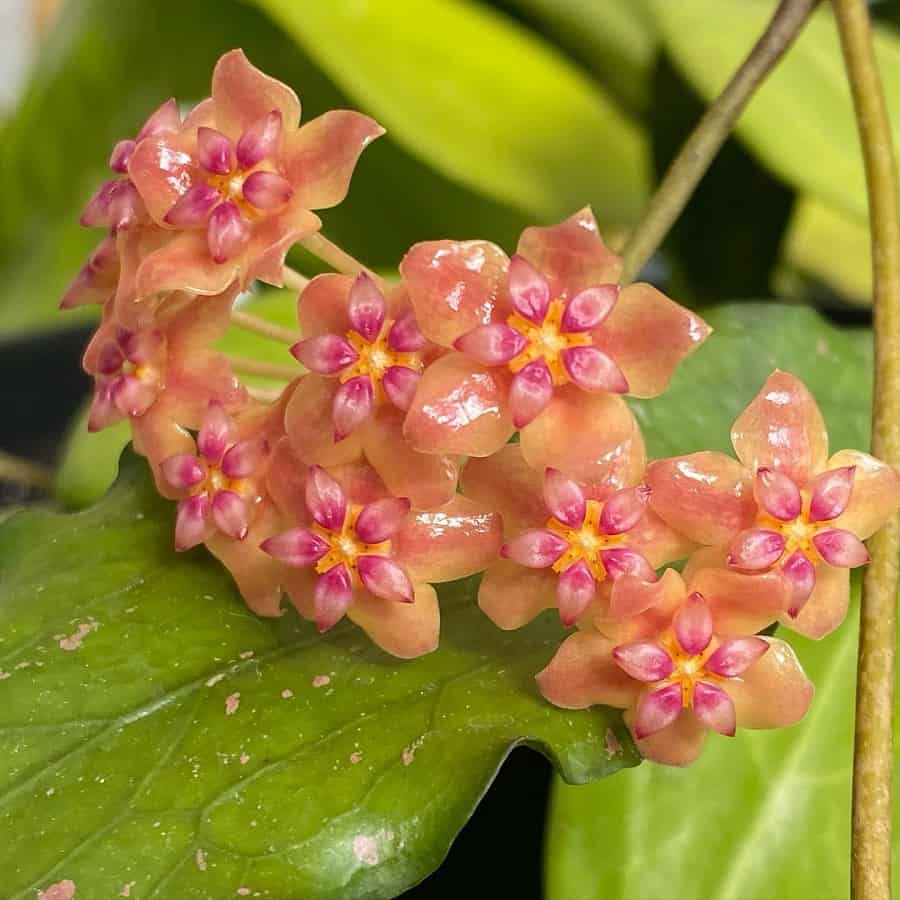 Hoya palawanica