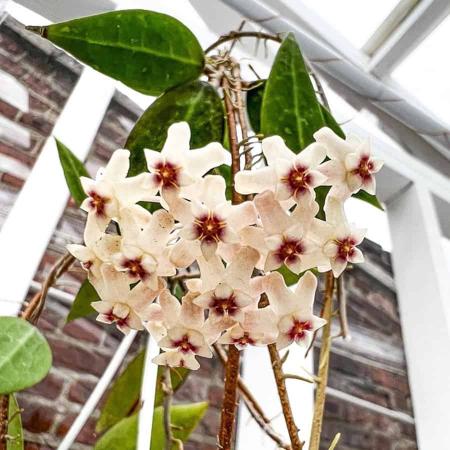 Hoya pallida