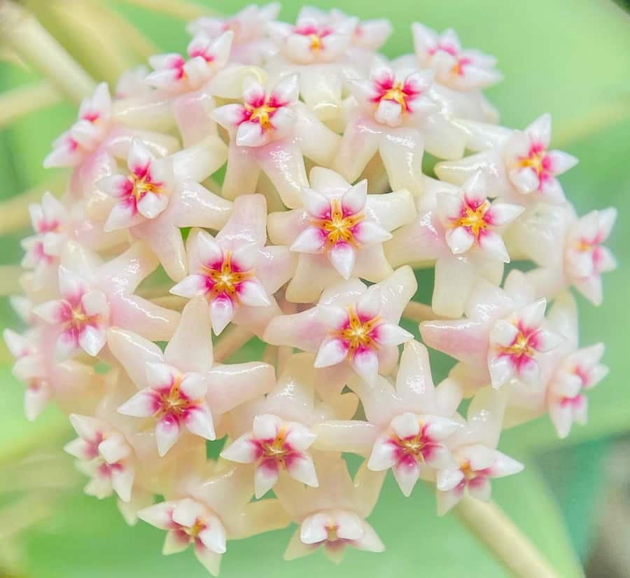 Hoya parasitica