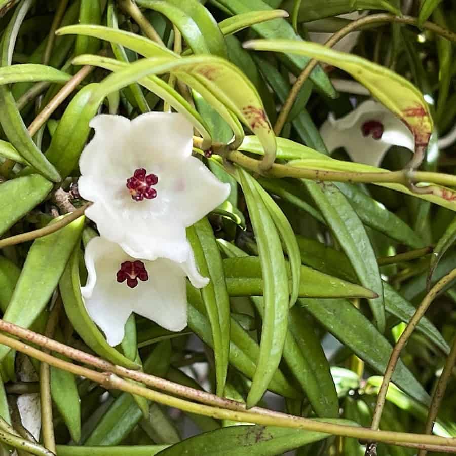 Hoya pauciflora