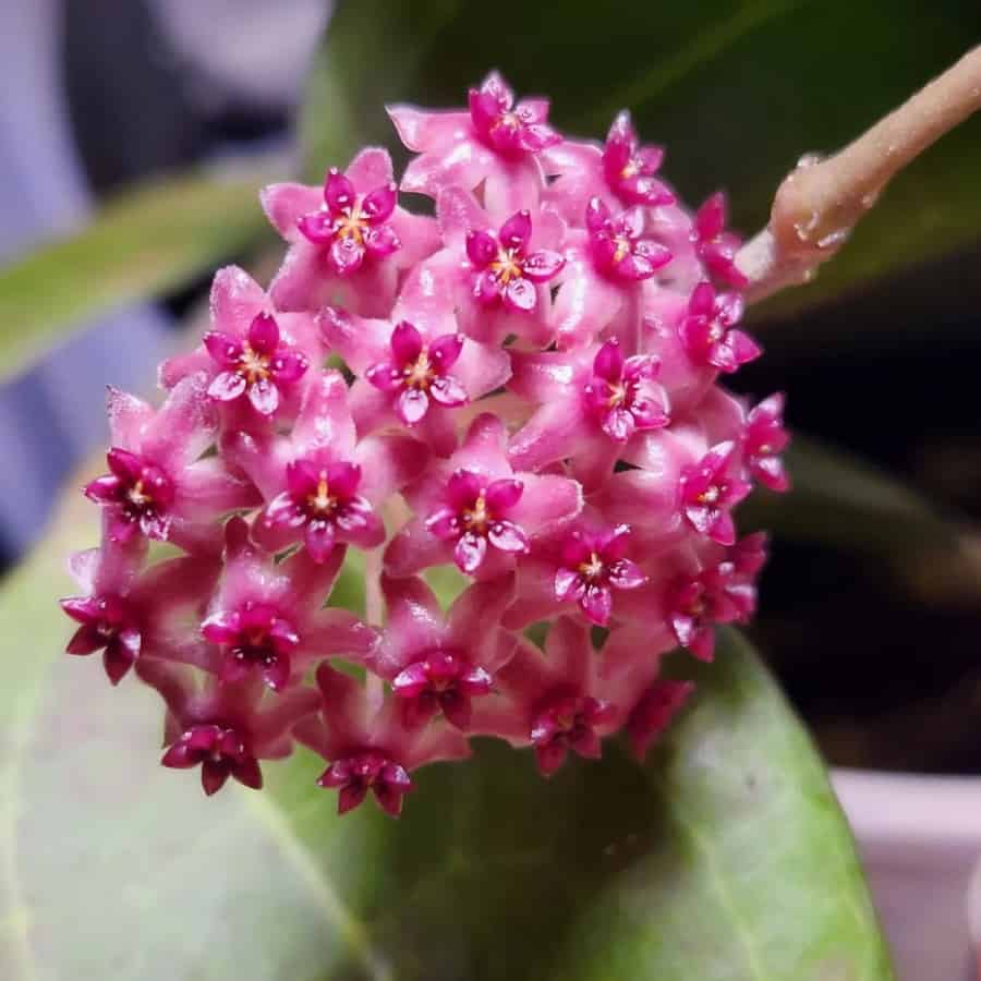 Hoya paulshirleyi