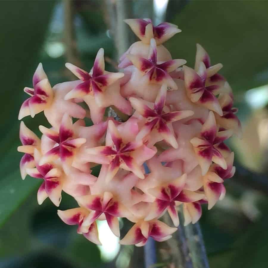 Hoya perakensis