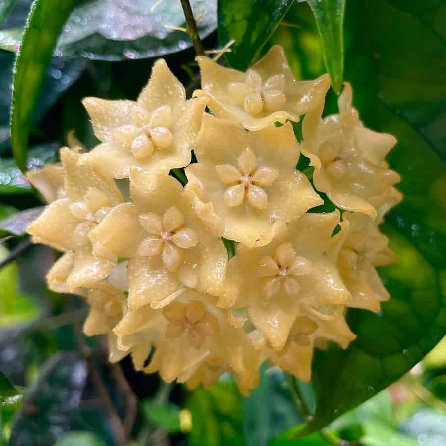 Hoya phyllura