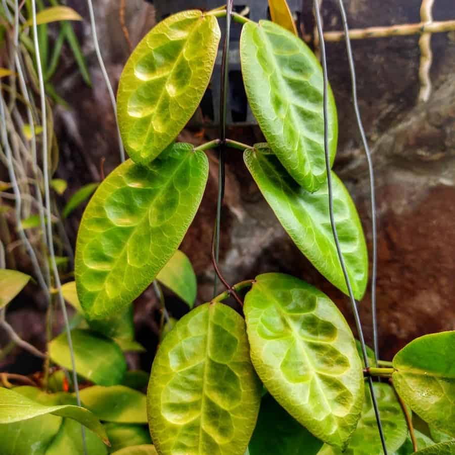 Hoya piestolepis