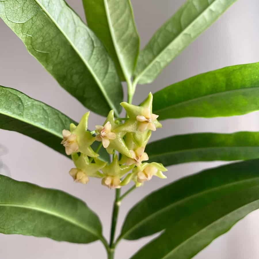 Hoya platycaulis