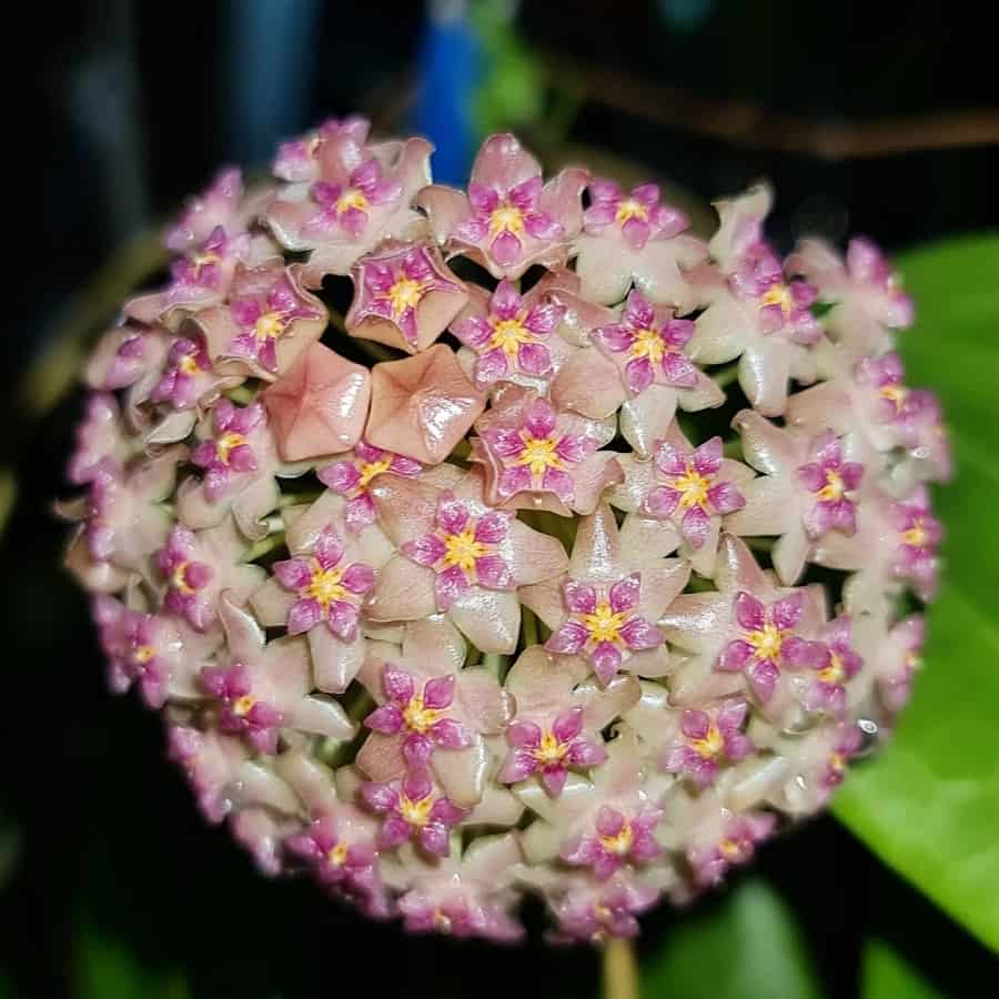 Hoya polystachya