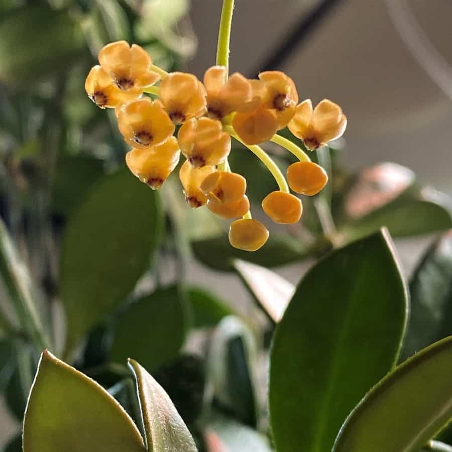 Hoya pubera