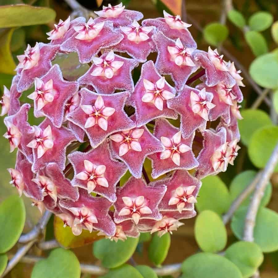 Hoya pubicalyx