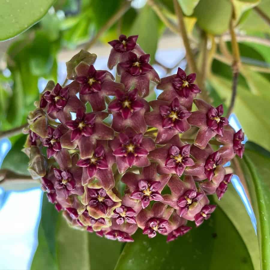 Hoya purpureo-fusca