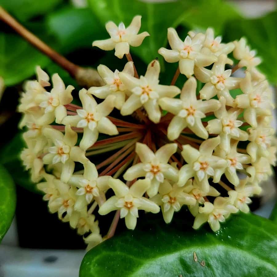 Hoya quinquenervia