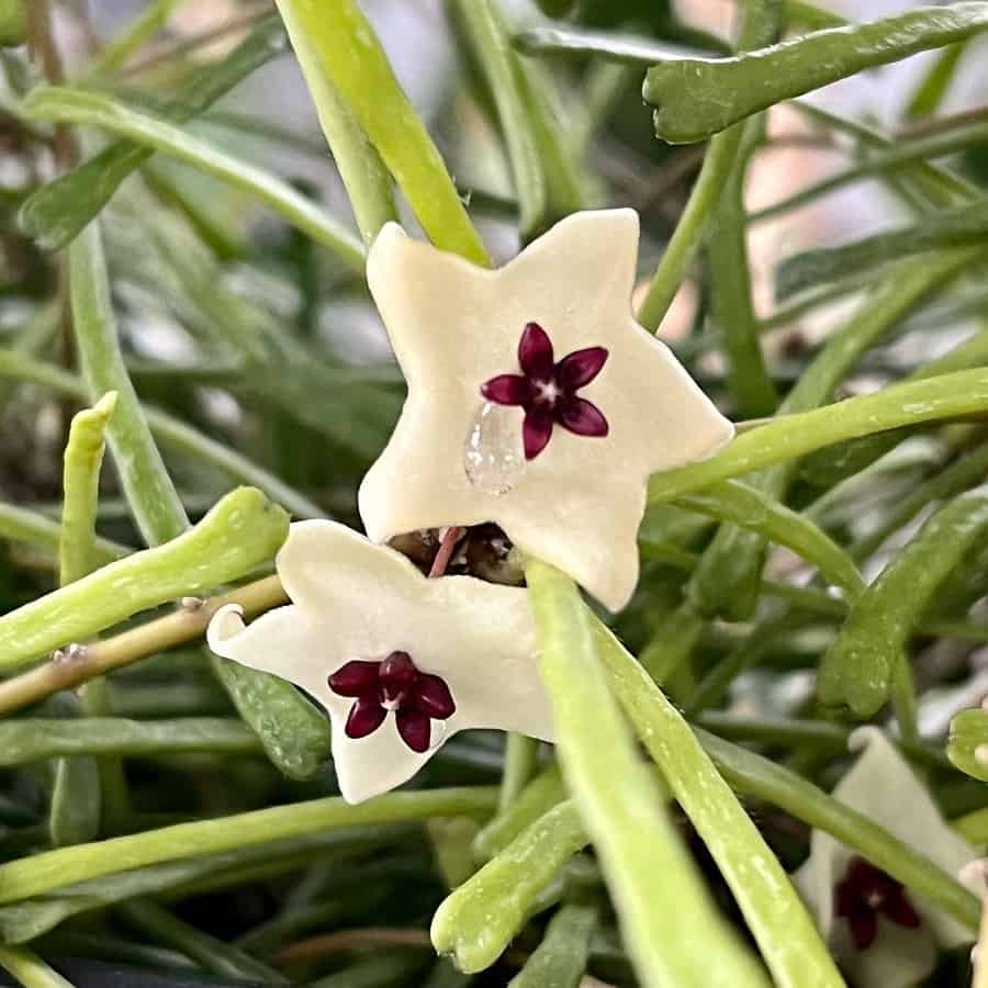 Hoya retusa