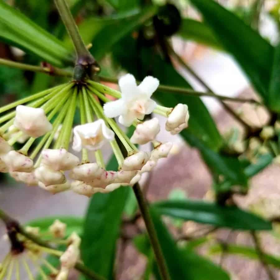 Hoya revolubilis