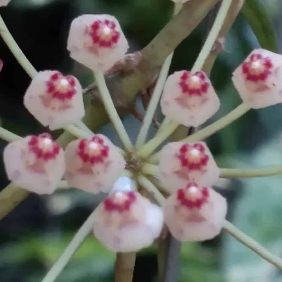 Hoya revoluta