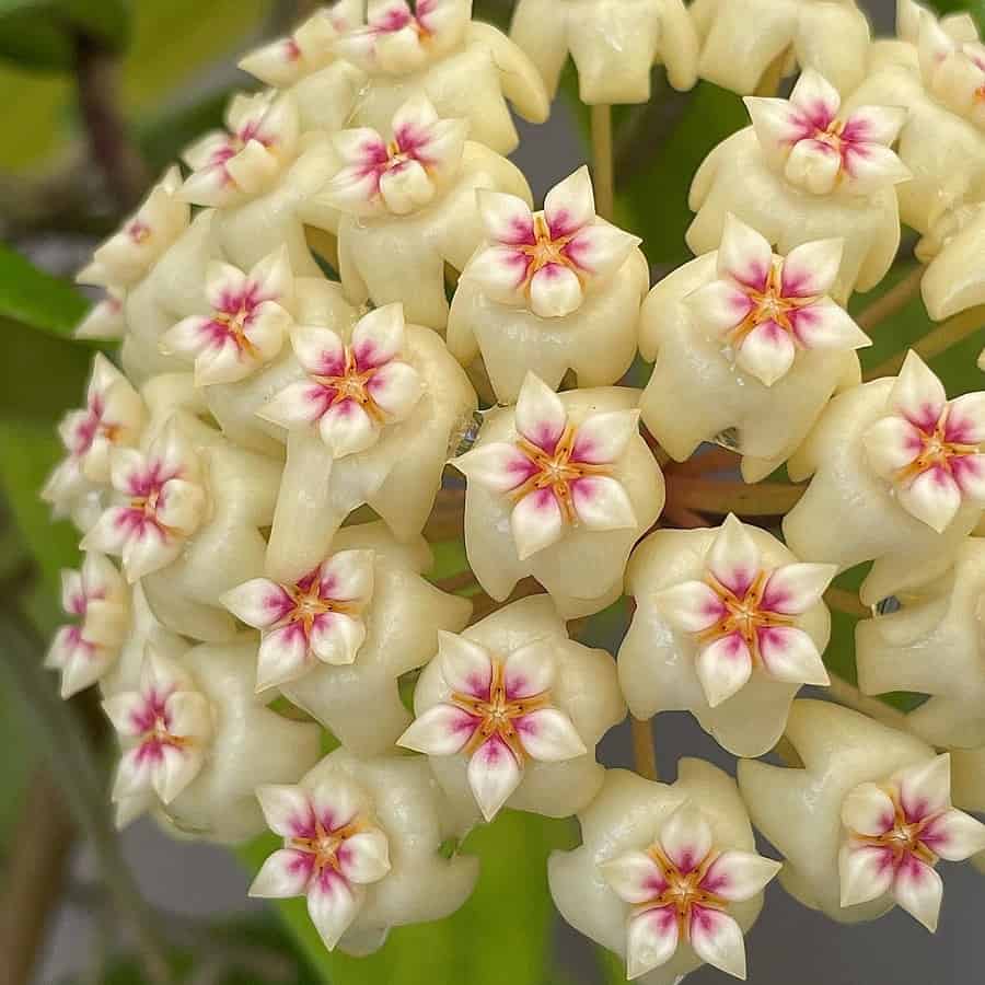 Hoya rigida