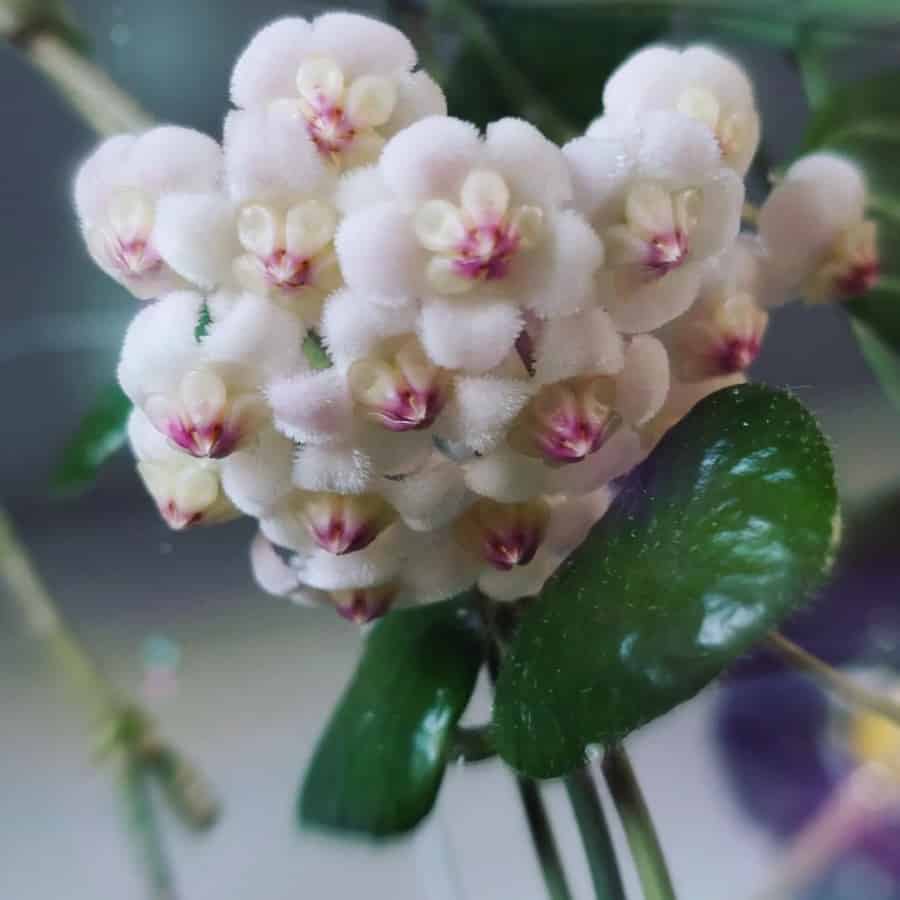 Hoya rotundiflora