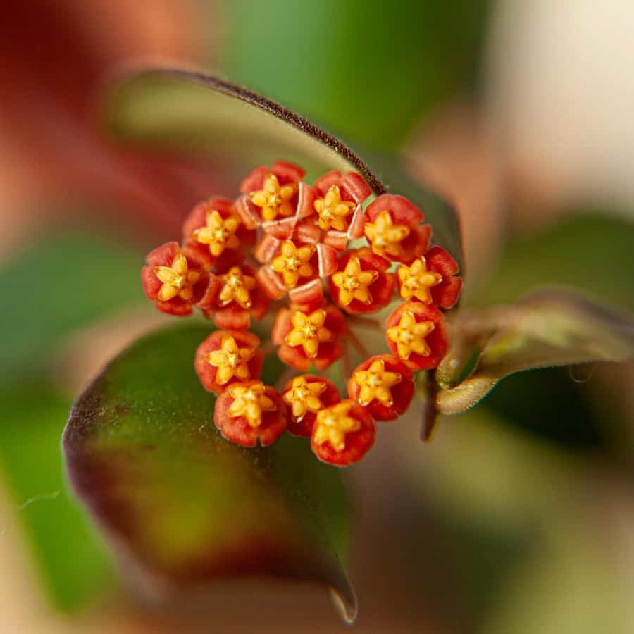 Hoya ruscifolia