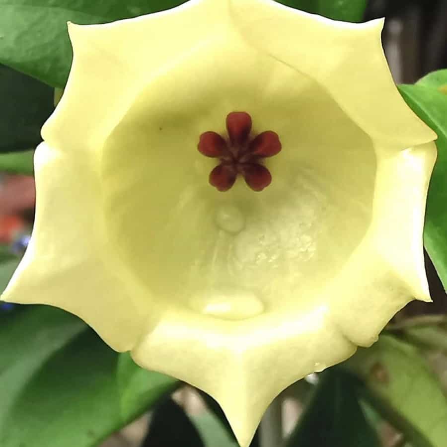 Hoya sammannaniana