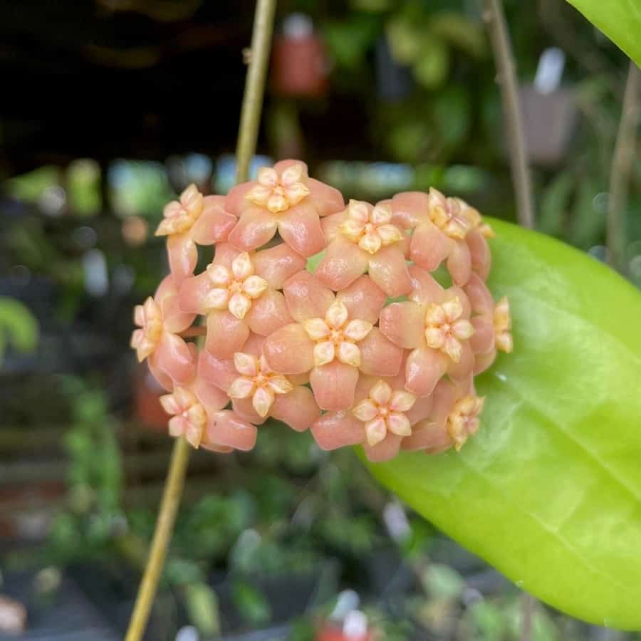 Hoya samoensis