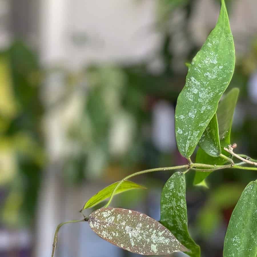 Hoya sangguensis