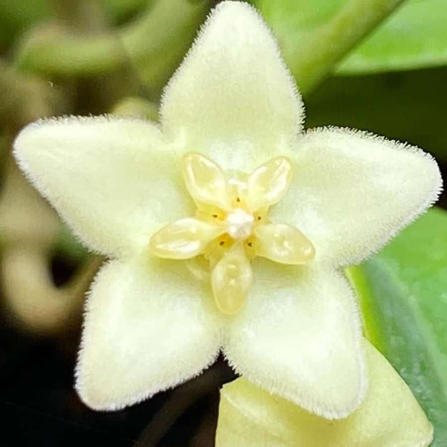 Hoya schneei