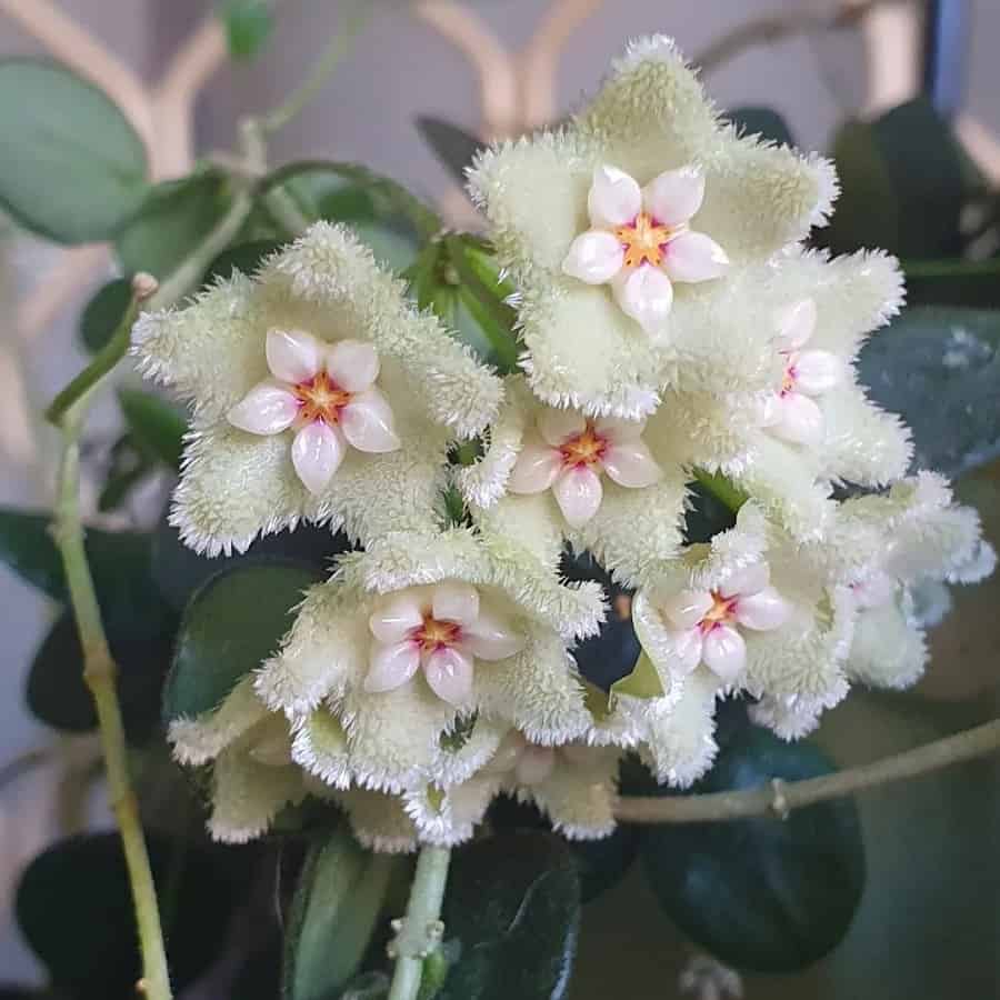 Hoya serpens