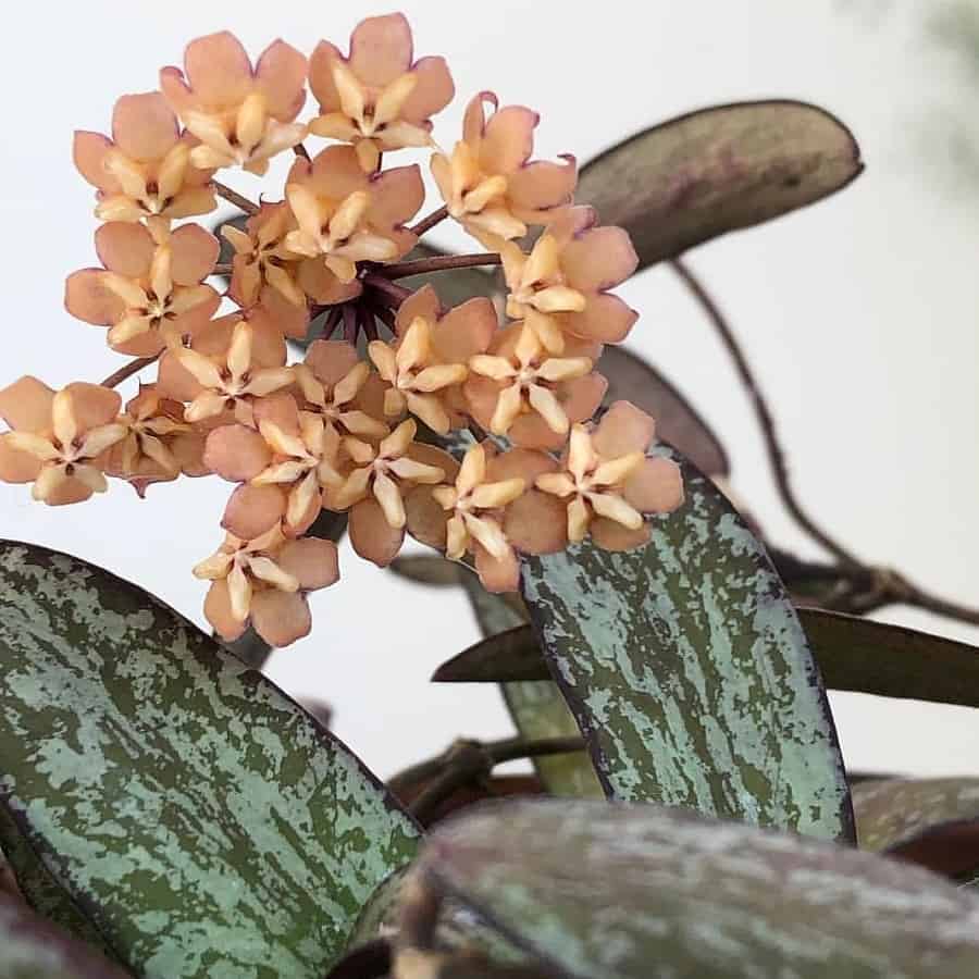 Hoya sigillatis