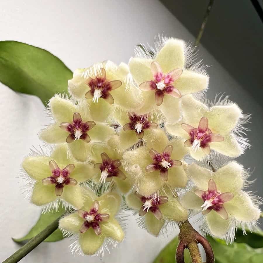 Hoya soidaoensis