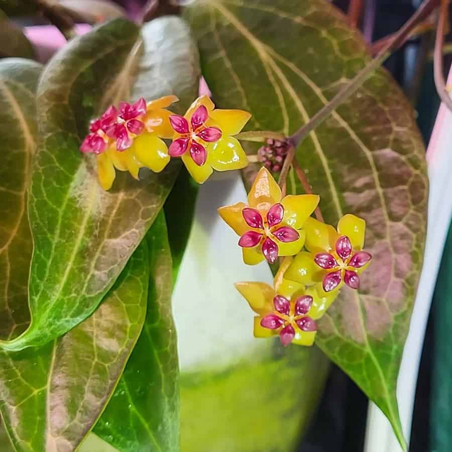 Hoya soligamiana