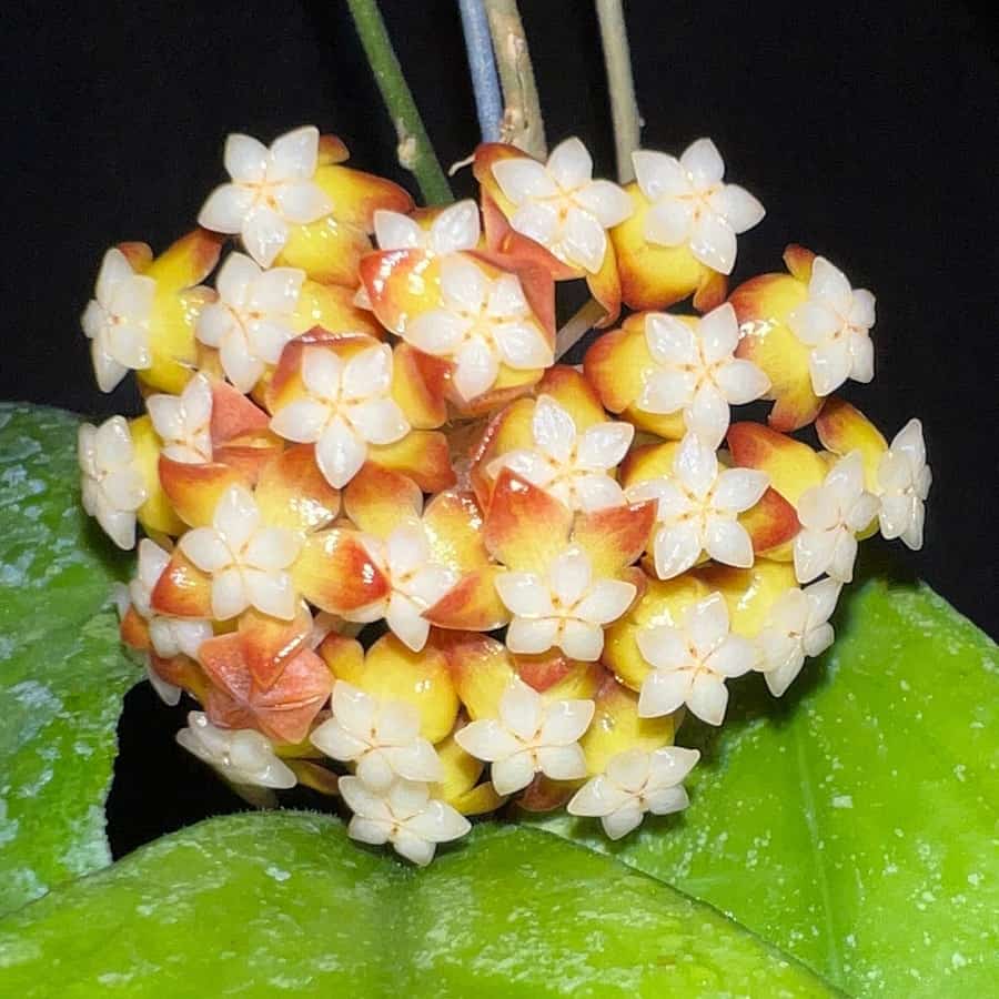 Hoya sp. Chicken Farm