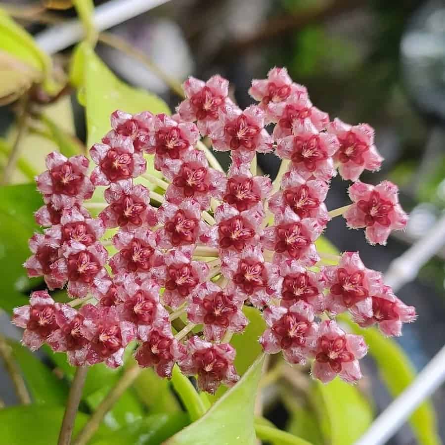 Hoya sp. Haruku