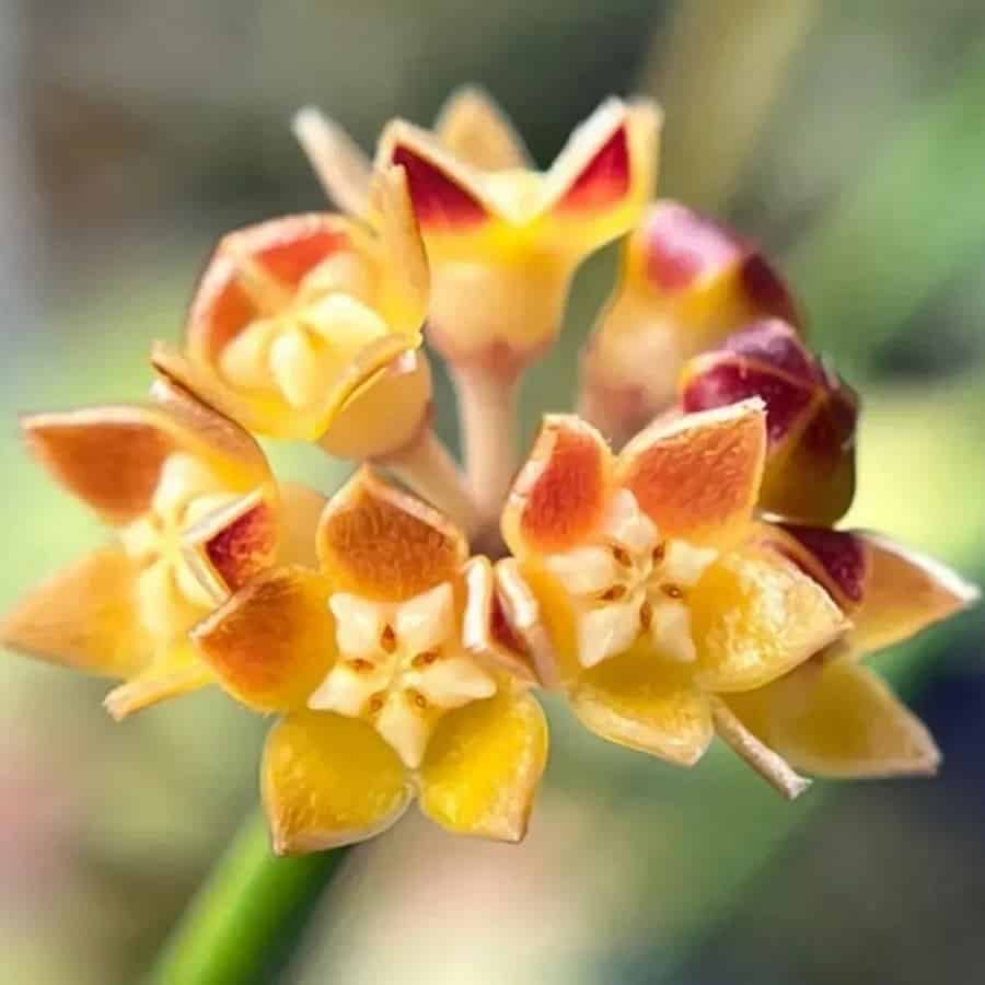 Hoya spartioides