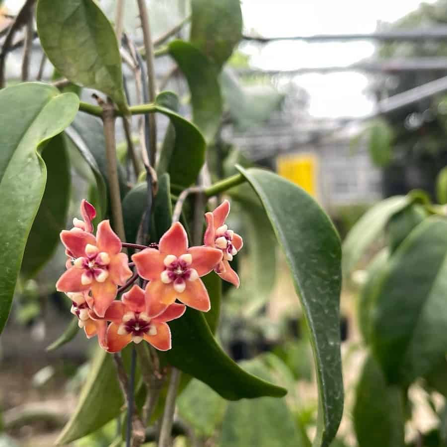 Hoya subcalva