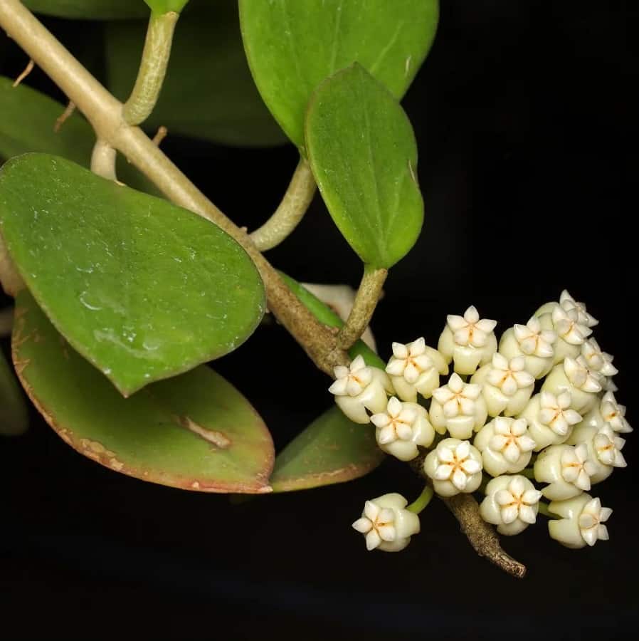 Hoya subquintuplinervis