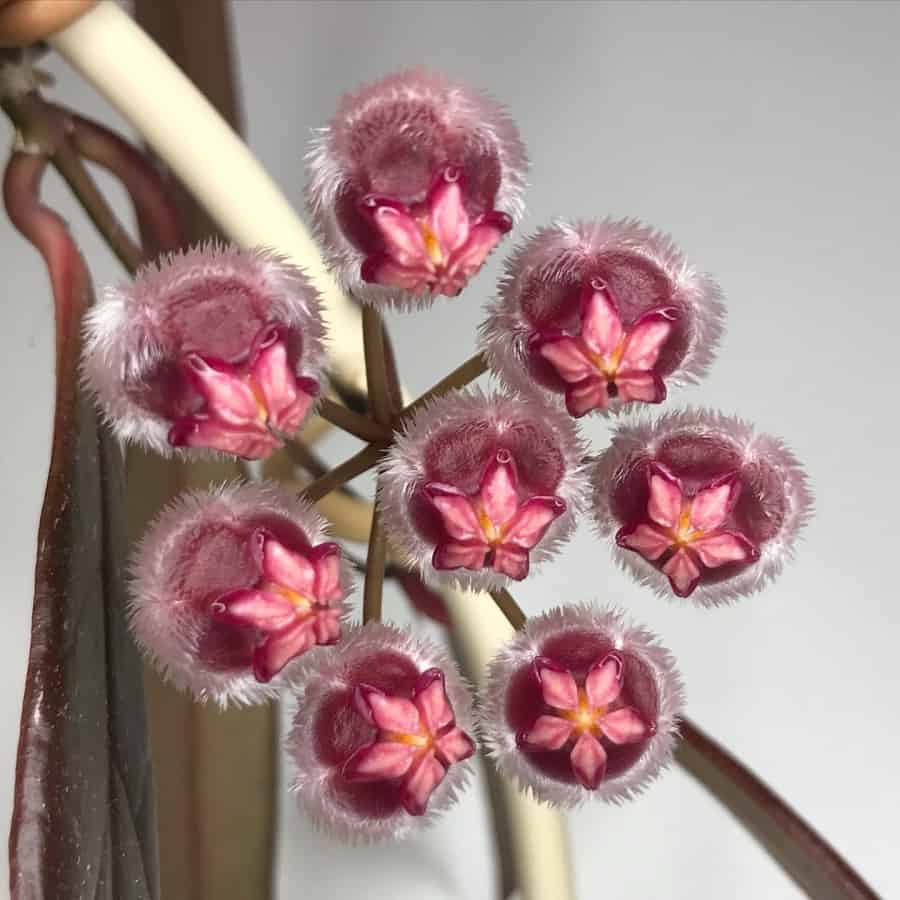 Hoya sulawesiana