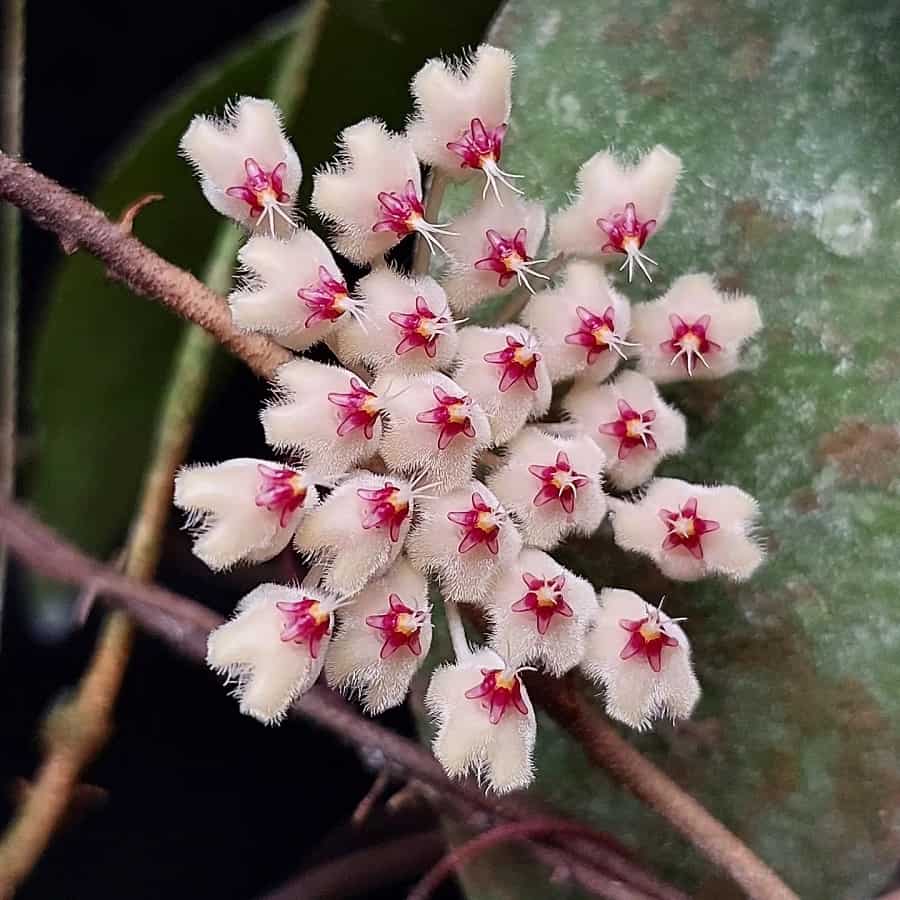 Hoya sumatrana