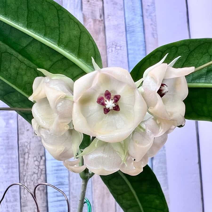 Hoya surisana