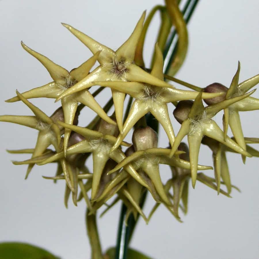 Hoya telosmoides