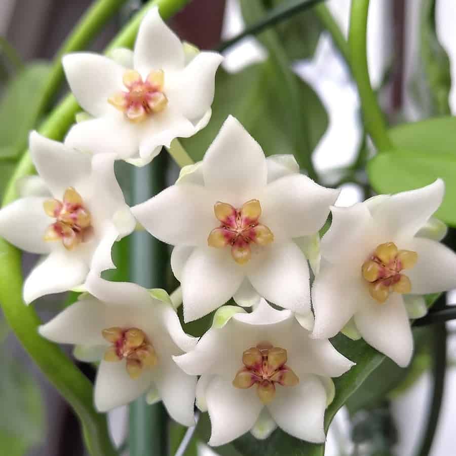 Hoya thailandica