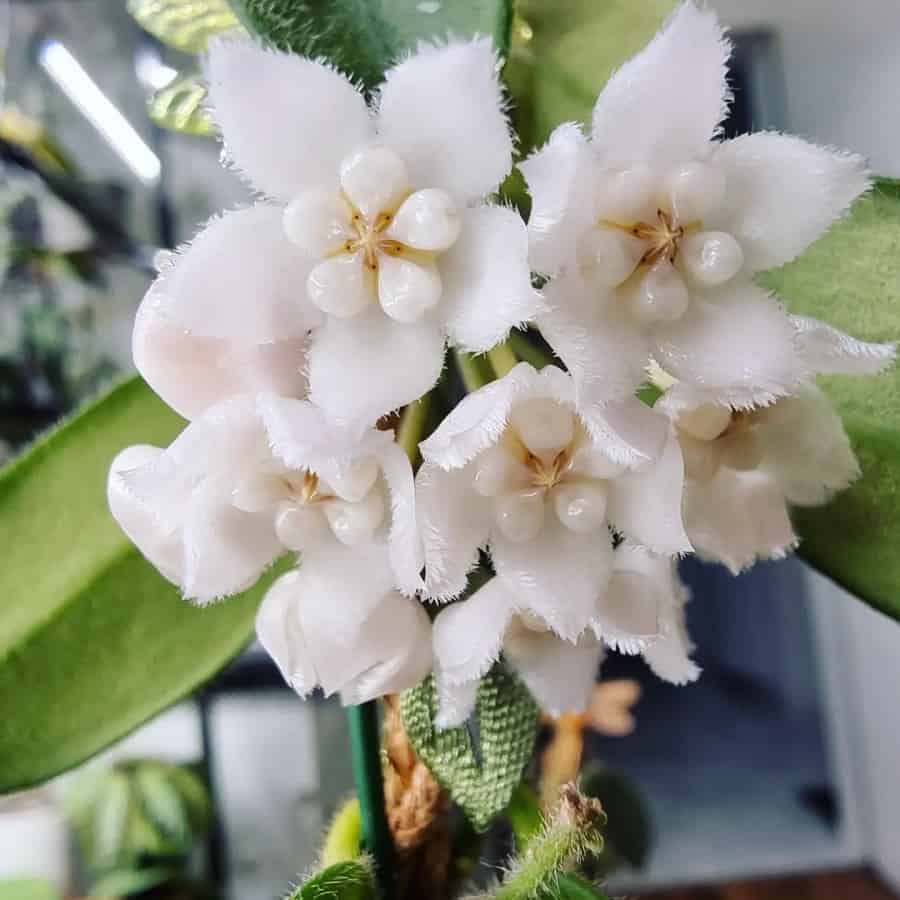 Hoya thomsonii
