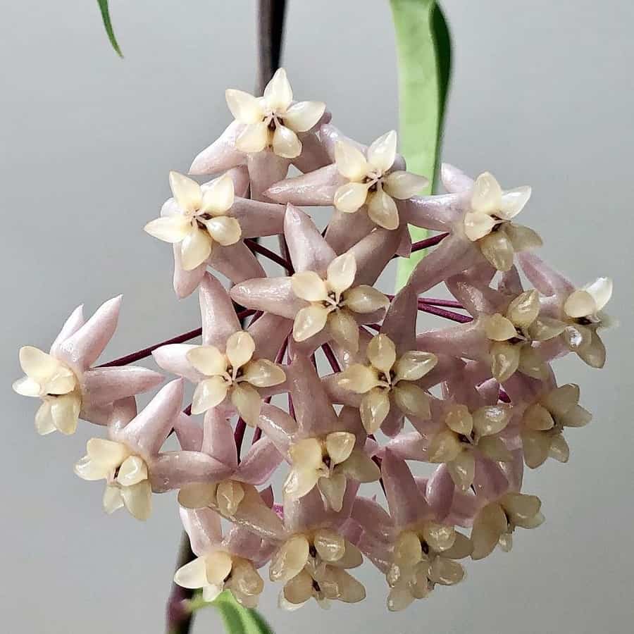 Hoya thuathienhuensis