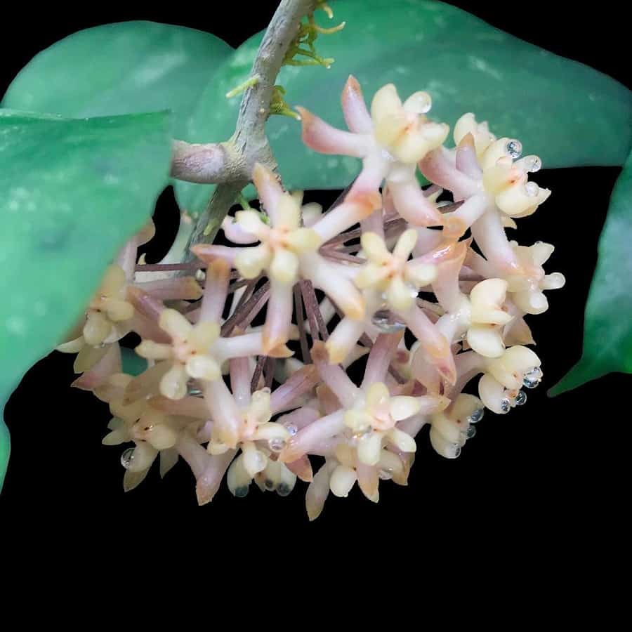 Hoya uncinata