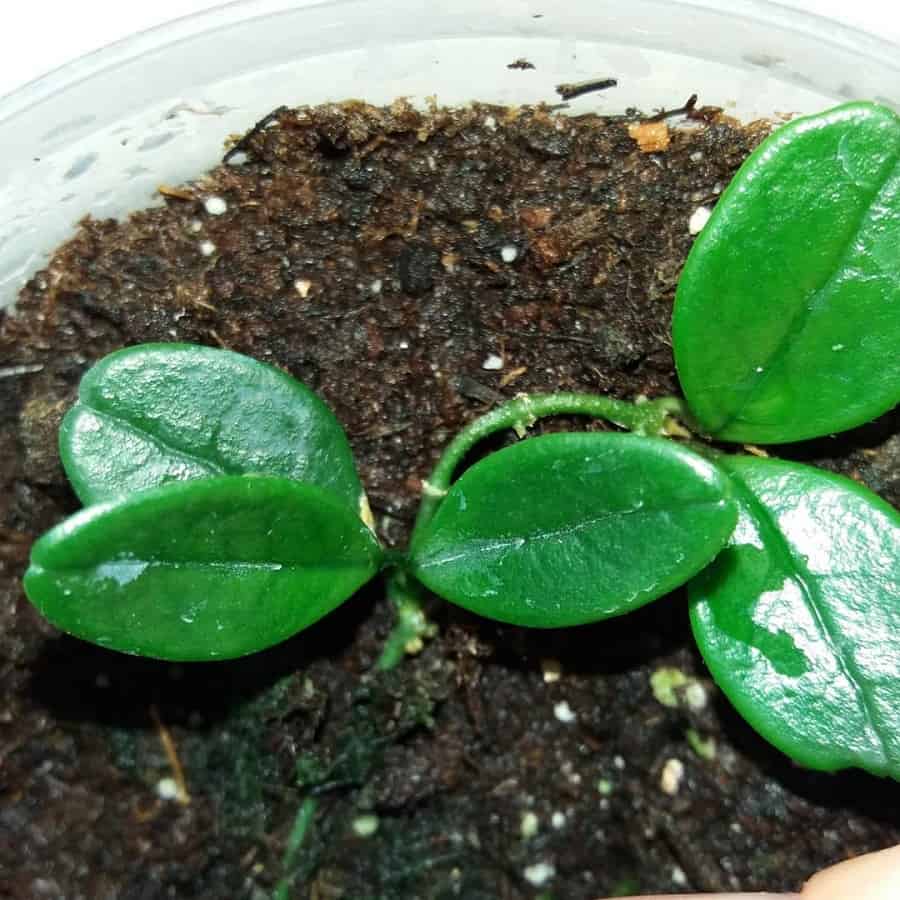 Hoya uniflora