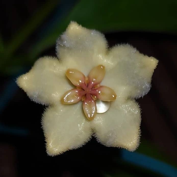 Hoya unirana